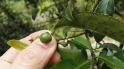 九莲红有机禅茶：禅茶一味蕴和谐 弘法利生度有情