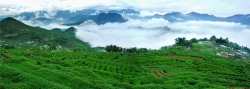 安溪铁观音：“观音韵”传千年 “新丝路”茶飘香