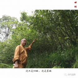 澄和明净自在心 茶禅相依九莲红