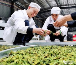 绿水青山 闽茶飘香——福建茶产业发展综述