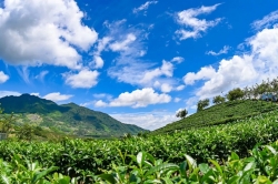 三年磨一剑，松溪茶业高质量发展的三个关键节点