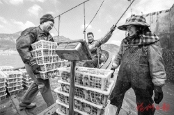海边渔村展现“鲍”发力  罗源县牛澳村立足优势产业探索振兴新路
