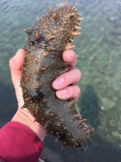 霞浦下浒: 一只海参富了一方百姓