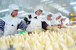 建瓯：厚植笋竹产业优势 吹响绿色发展新号角