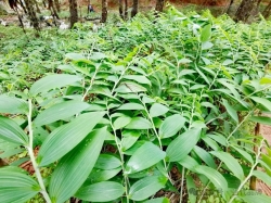 黄精铺就“黄金”路 邵武开出“致富”方