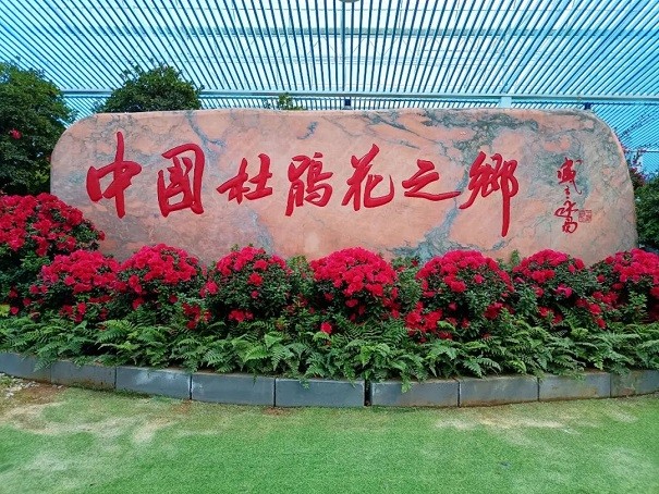 漳平永福杜鹃花谷：历史传承与创新营销共筑“中国杜鹃花之乡”