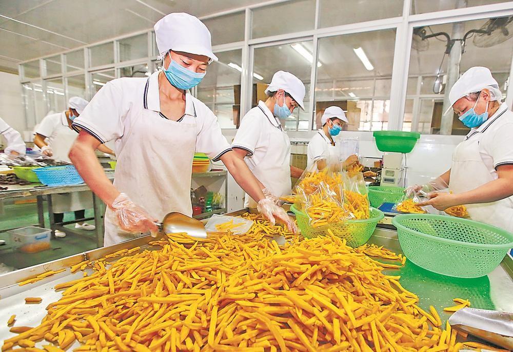 “一根地瓜富半县”的连城密码：解码174亿产业链背后的成功基因