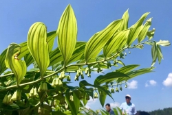 金湖源：科技赋能强农 黄精筑梦兴产