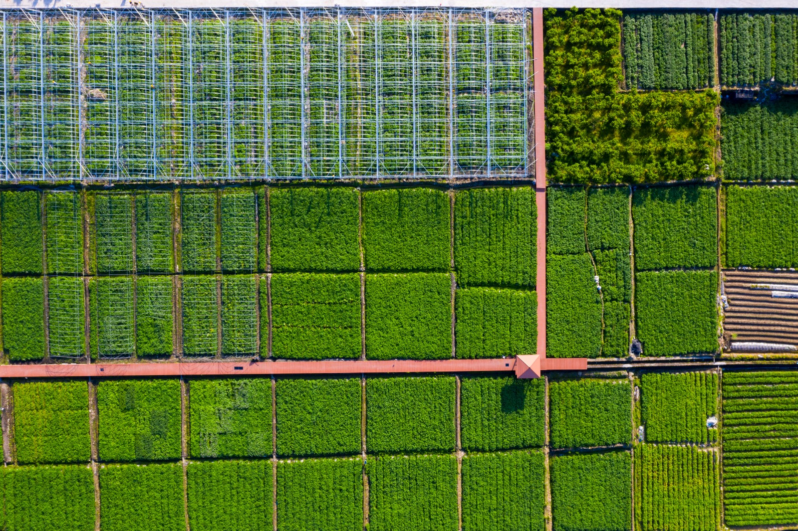 周宁高山马铃薯种植示范基地(谢劲松 摄)