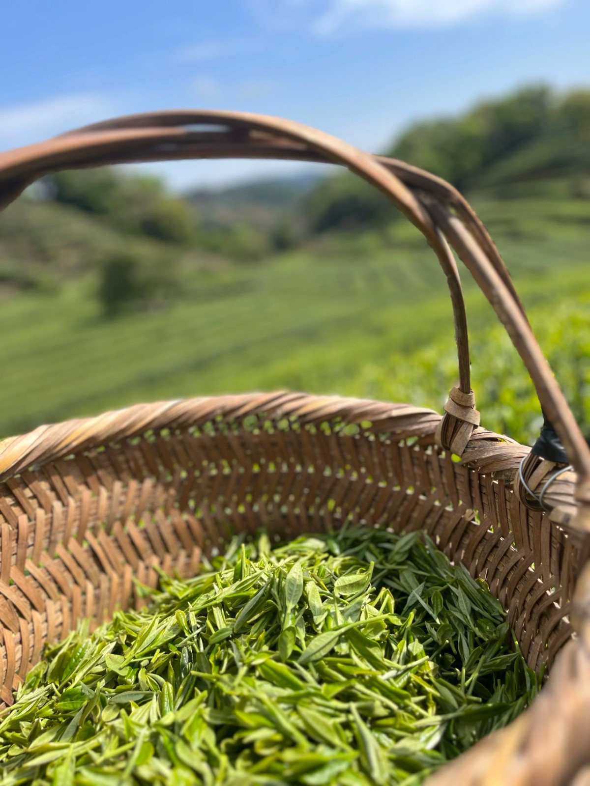 福鼎白茶